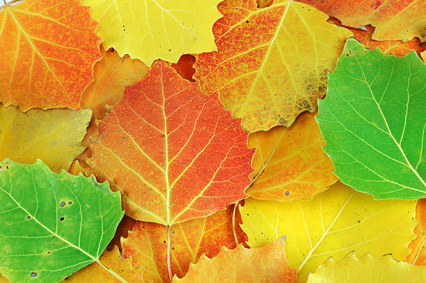 istock colorful autumn leaves background 2234774753