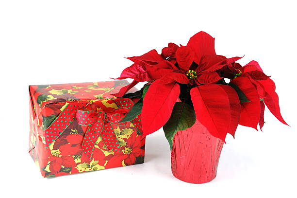 istock close up on poinsettia flower with gift box 2234774814