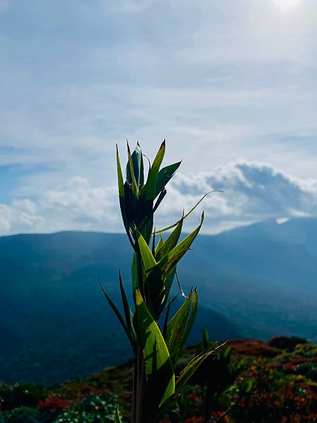 istock Whispers of the Mountain Breeze 2234775288