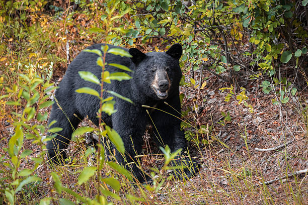 A black bear along the roadside in northern British Columbia, Canada.