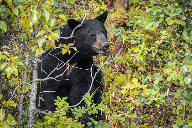 istock Black Bear Eating Berries Along The Roadside 2234777522