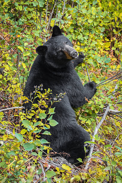 istock Black Bear Eating Berries Along The Roadside 2234777526
