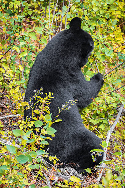 A black bear along the roadside in northern British Columbia, Canada.
