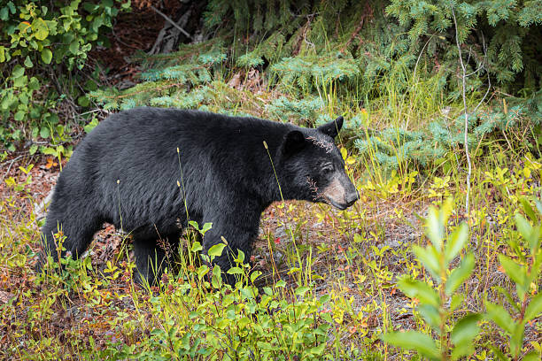 istock Black Bear Eating Berries Along The Roadside 2234777535