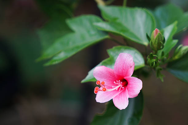 Close-up of a blooming pink hibiscus (Hibiscus rosa-sinensis) with vibrant petals, central stamen, and surrounding green leaves and unopened buds.