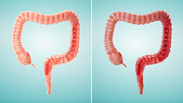 Human stomach internal organ design element illustration concept.