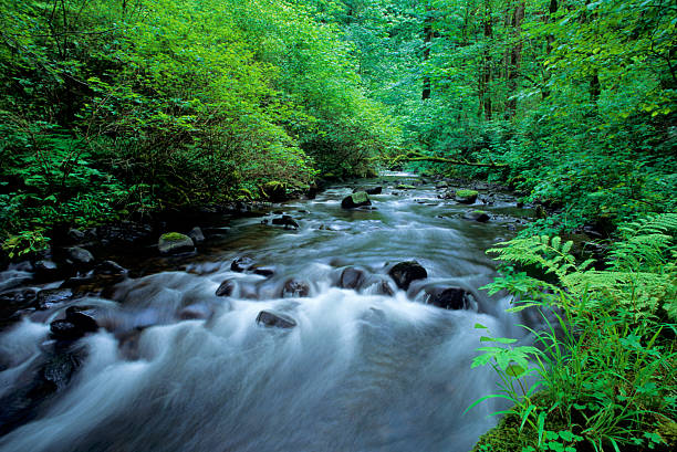 A close-up photograph of a stream running through lush vegetation in Mount Hood National Forest