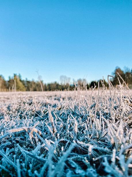 istock Frosty grass on a cold winter morning 2234783233
