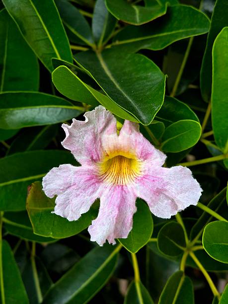 Beautiful Tabebuia pallida flower