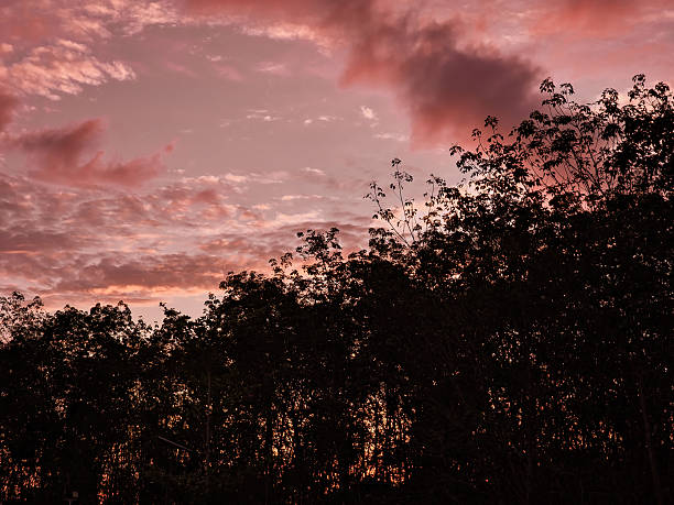 Pink Sunset Sky Over Silhouetted Trees