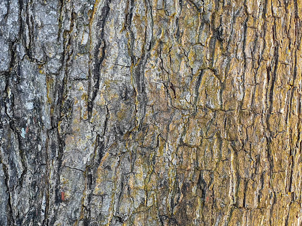 istock Detailed Tree Bark Texture Gray Brown Yellow 2234784008