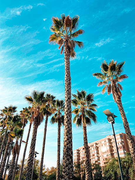 istock Tall Palm Trees Against a Bright Blue Sky 2234786651