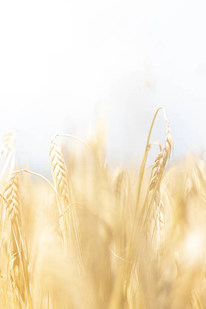 istock Golden wheat ears with soft blurred background in sunny field 2234791578