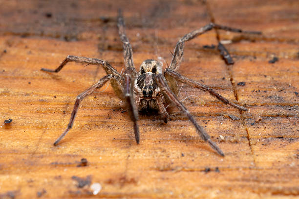 istock Wolf spider close up on wood 2234794778