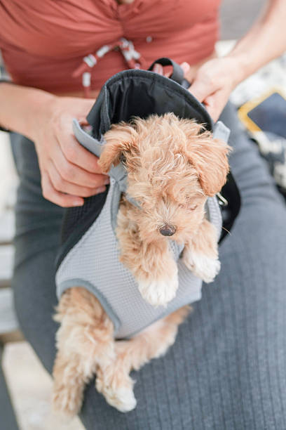 istock A woman is holding a small dog in a harness 2234796036