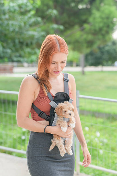 istock A woman is walking with a small dog in a harness 2234797012
