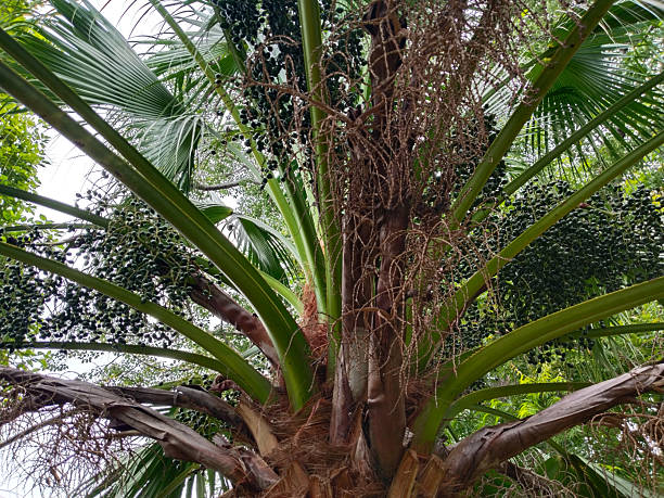 istock Tropical palm tree with clusters of seeds and large green fronds, robust seed-producing tree in lush outdoor environment 2234798696