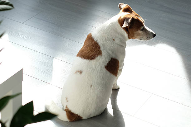istock Fat dog sitting in sunlight on living room. 2234798716
