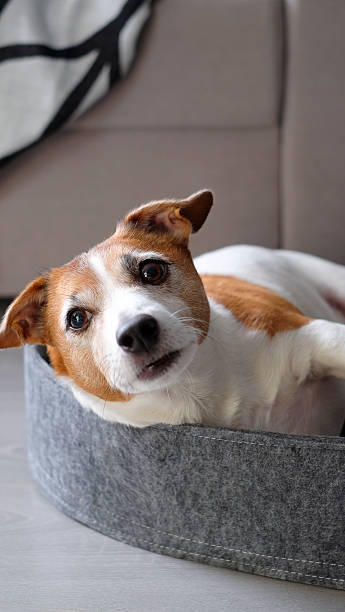 istock Jack russell terrier dog resting in pet bed. 2234798721