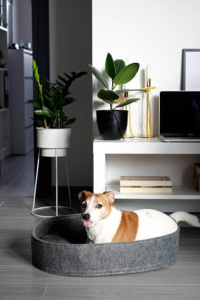 istock Cute dog is lying in pet bed 2234798739