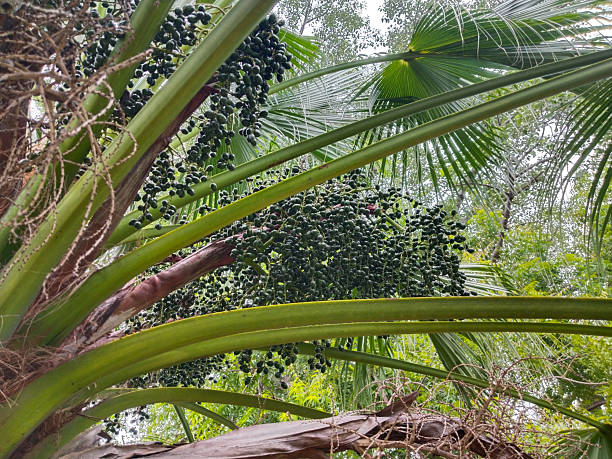 istock Tropical palm tree with clusters of seeds and large green fronds, robust seed-producing tree in lush outdoor environment 2234799604