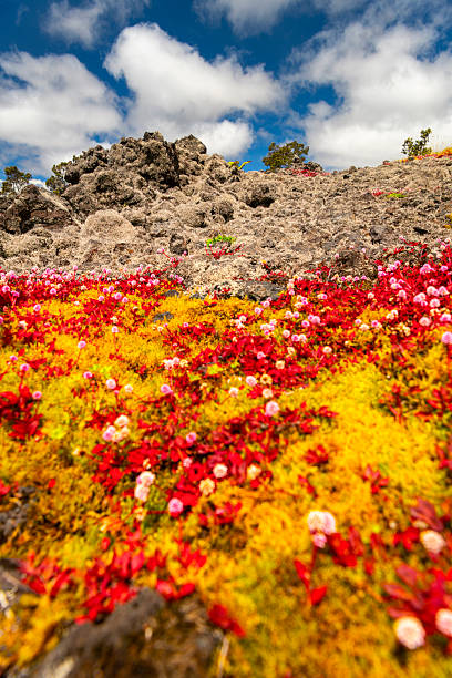 Lava field in Iceland with pillow-shaped rocks and green wooly fringe moss.