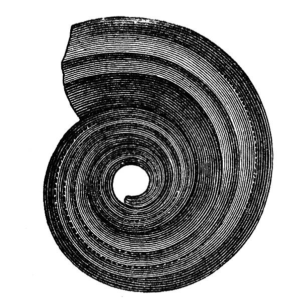 Nautilus Konincki