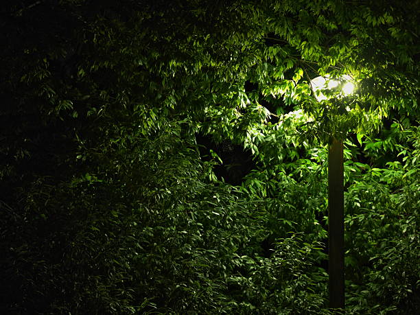 Tokyo,Japan - September 11, 2025: Tree and leaves illuminated with a street light