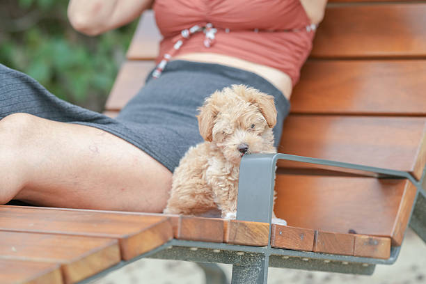 A woman is sitting on a bench with a small dog on her lap. The dog is a poodle and he is very cute. The woman seems to be enjoying the company of her pet