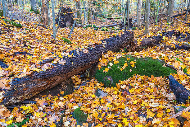 istock Tree log with autumn leaves in the woodland 2234802002