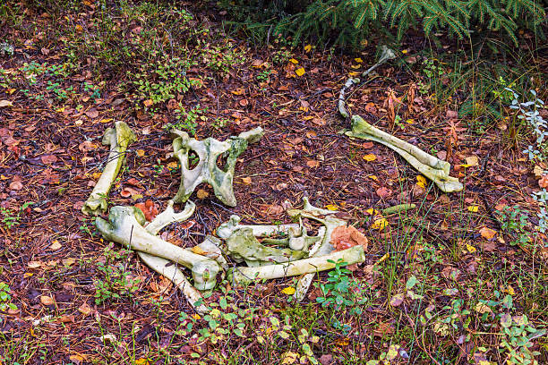 Skeletal remains of a moose in the forest