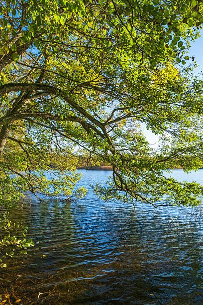 istock Lush green tree branches hanging over the water 2234802187
