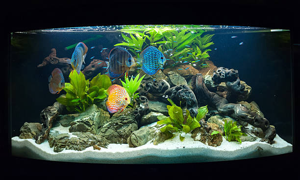 istock Aquarium fishes 2234802305