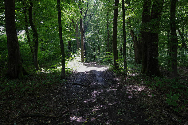 A forest path illuminated by sun rays breaking through the dense leaves of trees, forming light spots. This shot conveys the tranquility and harmony characteristic of nature, inviting the viewer to immerse themselves in a world of solitude.