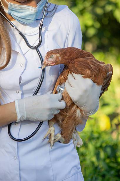 istock Veterinarian examining chicken with stethoscope 2234802857