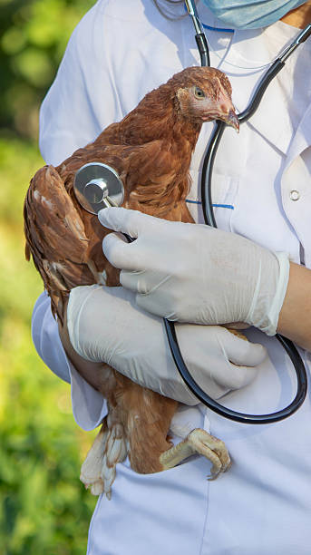 istock Veterinarian examining chicken with stethoscope 2234802858