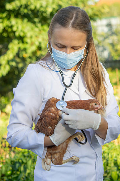 istock Veterinarian examining chicken with stethoscope 2234802882