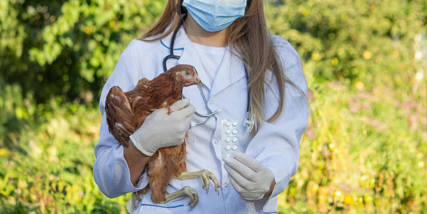 istock Veterinarian holding chicken with pills 2234802886