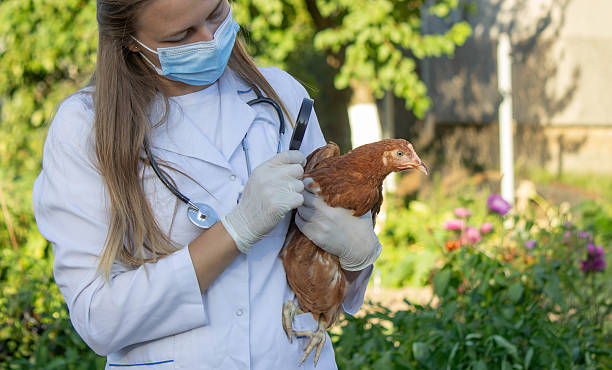 istock Veterinarian examining chick with magnifying glass 2234802887