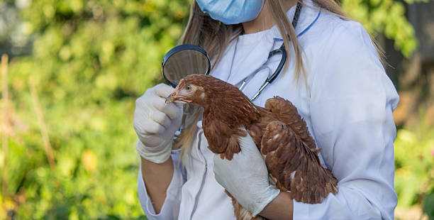 istock Veterinarian examining chick with magnifying glass 2234802888