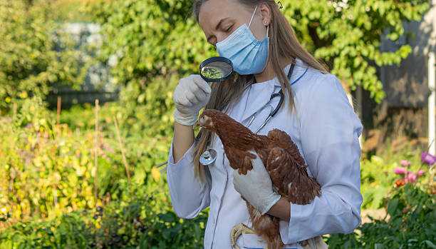 istock Veterinarian examining chick with magnifying glass 2234802891