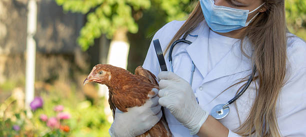 istock Veterinarian examining chick with magnifying glass 2234802901