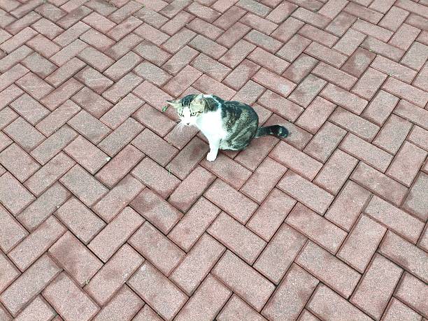 cute cat  on the red paved floor