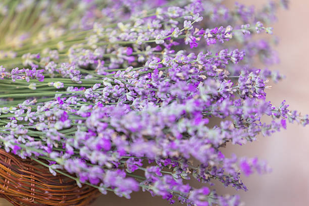 istock Basket with lavender flowers. Aromatherapy 2234803481