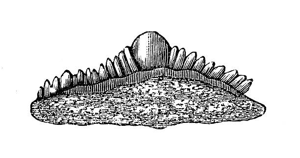 Dorsal spine of Orodus cinctus ,ancient ray-finned fish