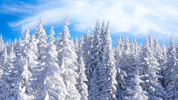 istock pine trees covered by heavy snow banner 2234805342