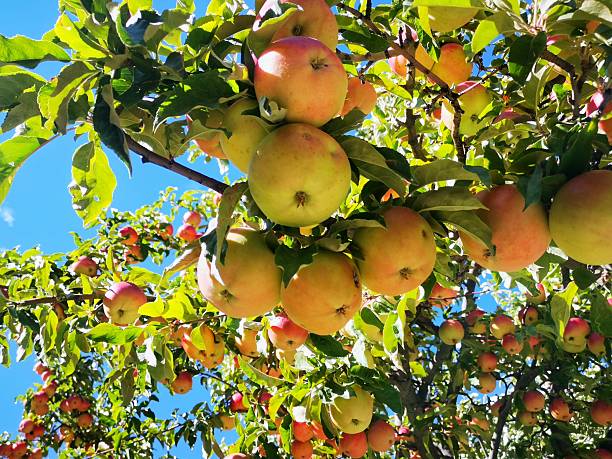 A vibrant apple tree full with yellow and red coloured apples isolated on blue sky background