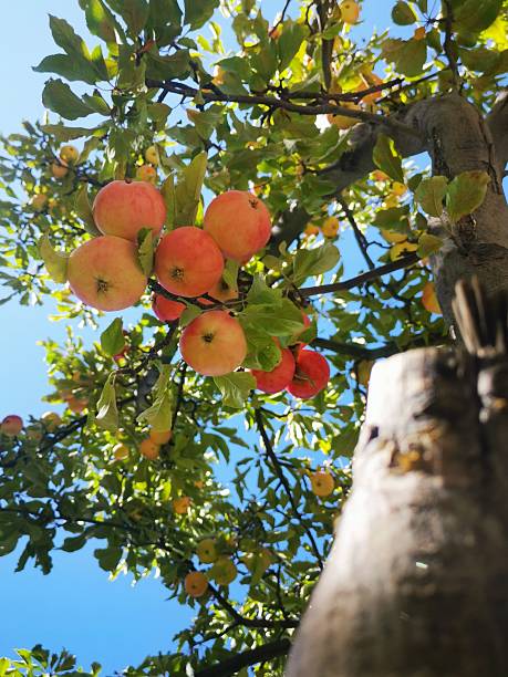 A vibrant apple tree with red and yellow coloured apples on the branches