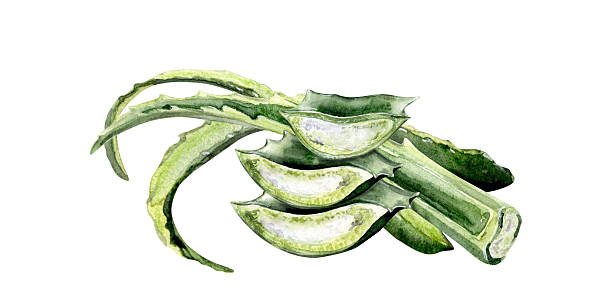 istock Aloe vera cut leaves watercolor illustration 2234806559