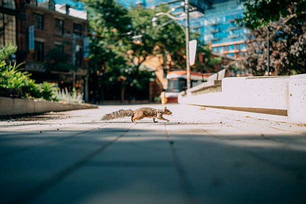 Close-up of a squirrel in a Toronto city park, surrounded by grass and natural greenery. Captures urban wildlife and the connection between nature and city life.